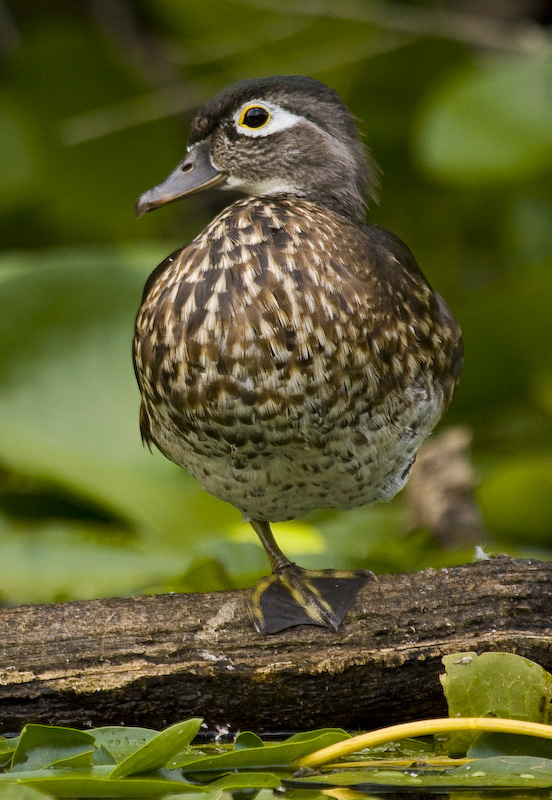 Wood Duck